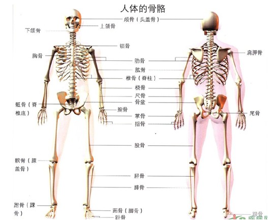 人体解剖学是研究形态结构的科学